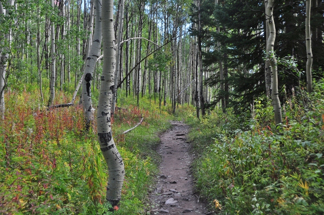 a stand of aspen trees